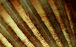 Banner-Small-BD-Clam
